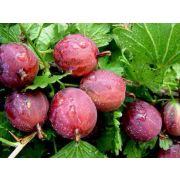 Крыжовник Балет