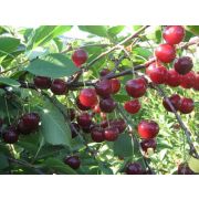 Вишня Изобильная