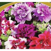 Петуния Диско смесь махровая Люкс 10шт Поиск