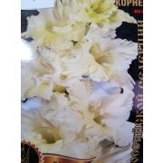 Гладиолус Корнет Экстра Сиб Сад