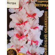 Гладиолус Весточка Экстра Сиб Сад