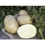 Картофель Аризона Элита 1кг-215р