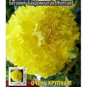Бегония Бахромчатая Жёлтая 1шт Сиб Сад