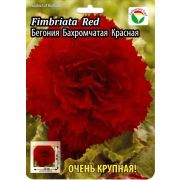 Бегония Бахромчатая Красная 1шт Сиб Сад