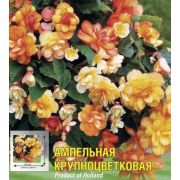 Бегония Иллюминейшен Абрикос 1шт Сиб Сад