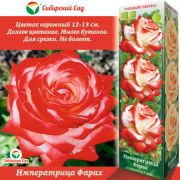Роза Императрица Фарах Чайный гибрид 1шт Сиб Сад