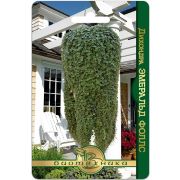 Дихондра Эмеральд Фоллс 5шт Биотехника