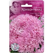 Астра Хризантелла Элвис 30шт Биотехника