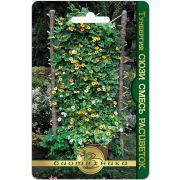 Тунбергия Сюзи смесь расцветок 6шт Биотехника