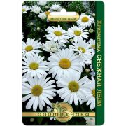 Хризантема Снежная Леди 8шт Биотехника