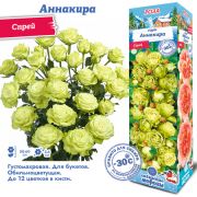 Роза Аннакира Спрей 1шт Сиб Сад