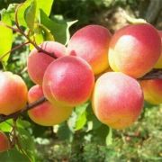 Абрикос Саянский 1шт Сиб Сад