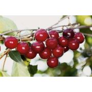 Вишня Болотовская степная 1шт Сиб Сад